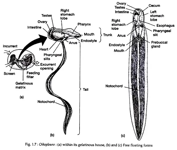 Oikopleura 