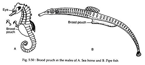 Eggs kept in brood pouches