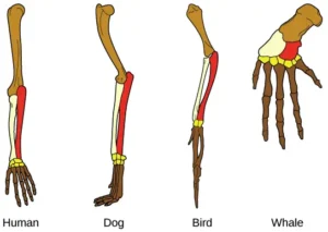 Evidences of Evolution
