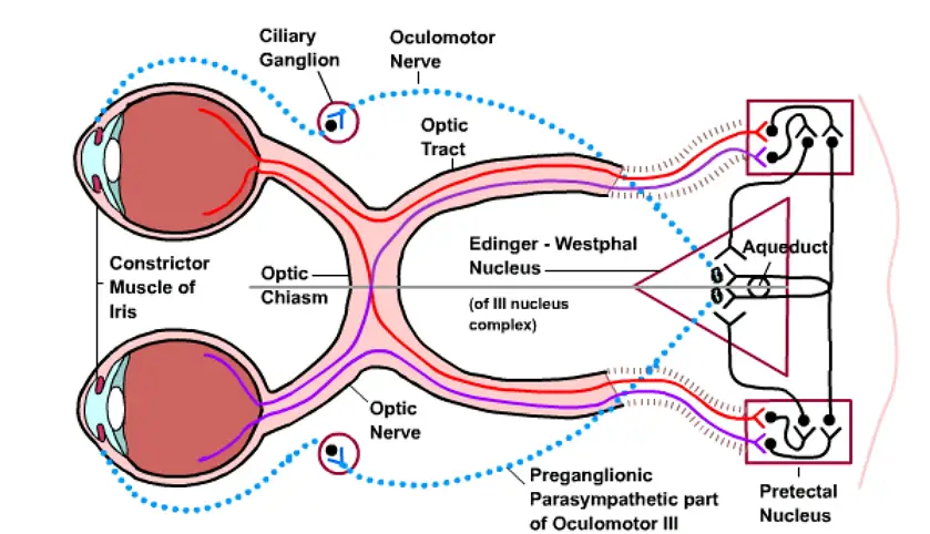 Processing of image in brain and perception