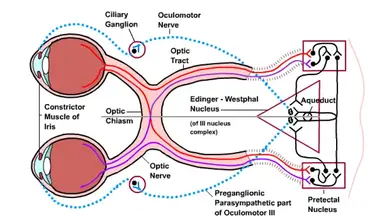 Physiology of Vision - Eye Structure, Function, Vision Mechanism - Biology Notes Online