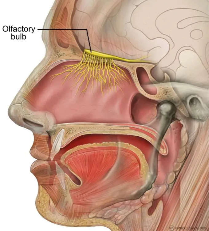 Olfactory bulb