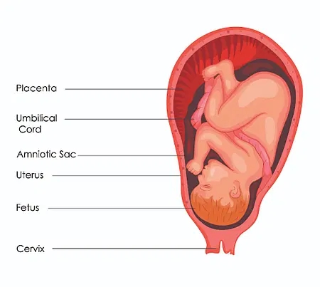 Placenta