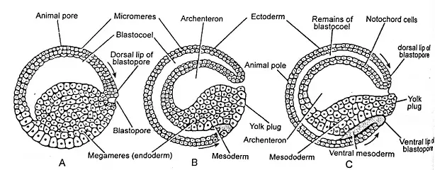 Morulation and Blastulation
