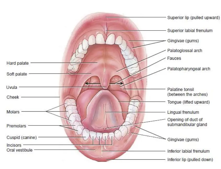 Mouth