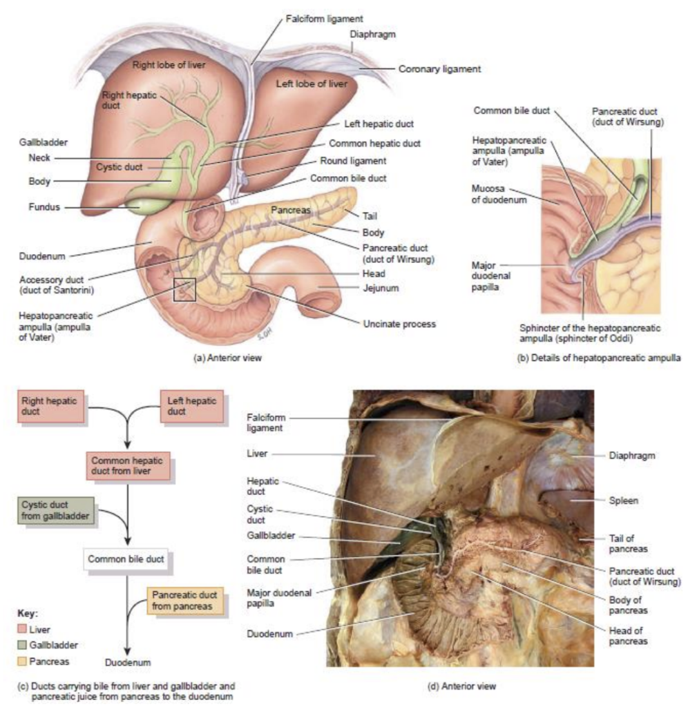 Pancreas