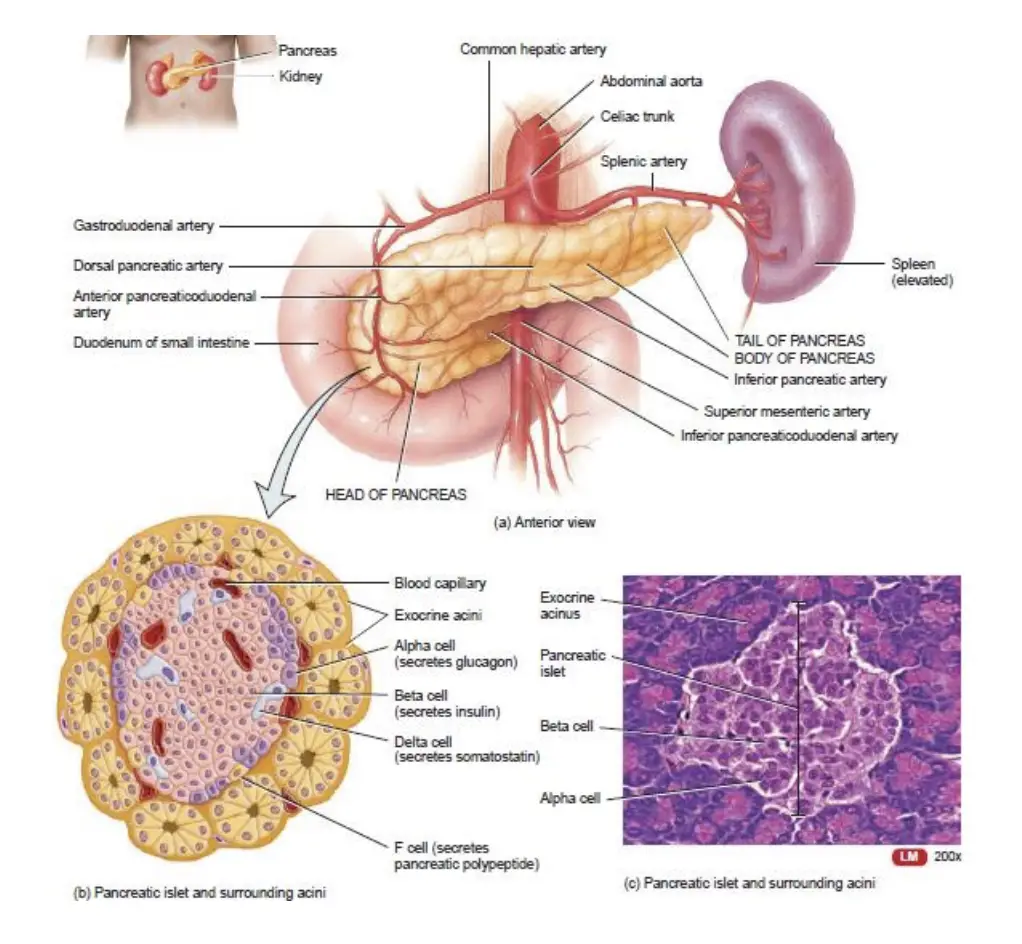 Pancreas