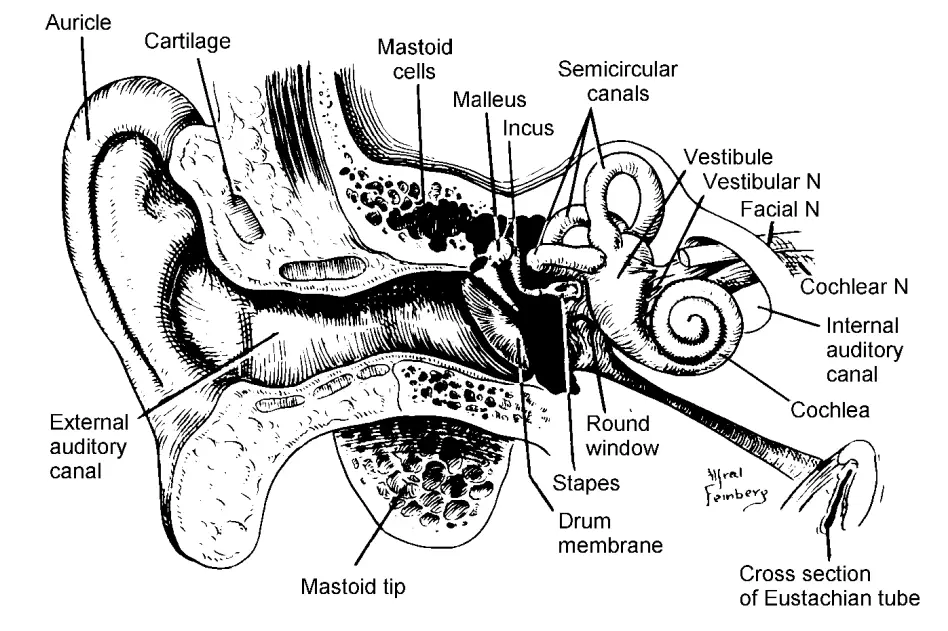 Anatomy of Ear - Structure of Ear