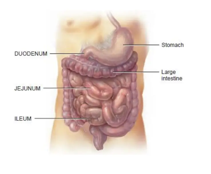 Small Intestine