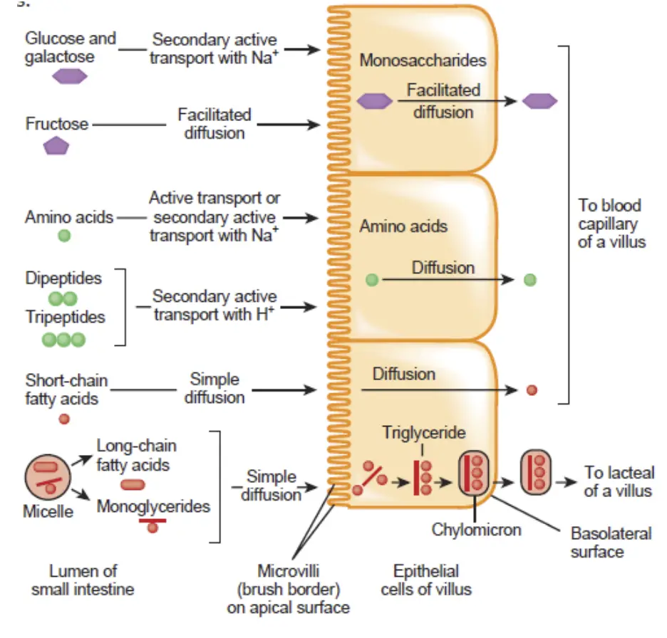 Absorption in the Small Intestine