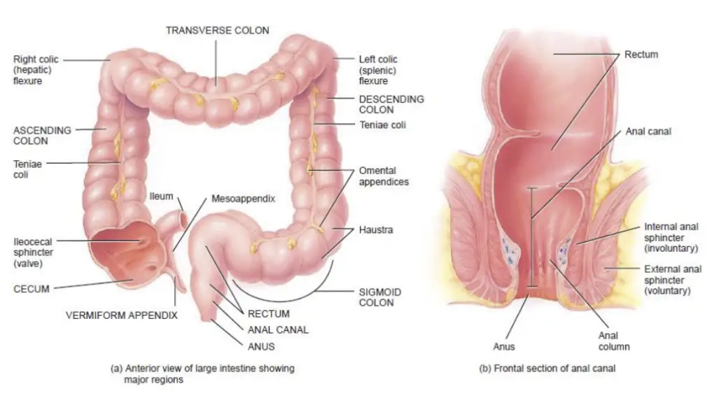 Large Intestine