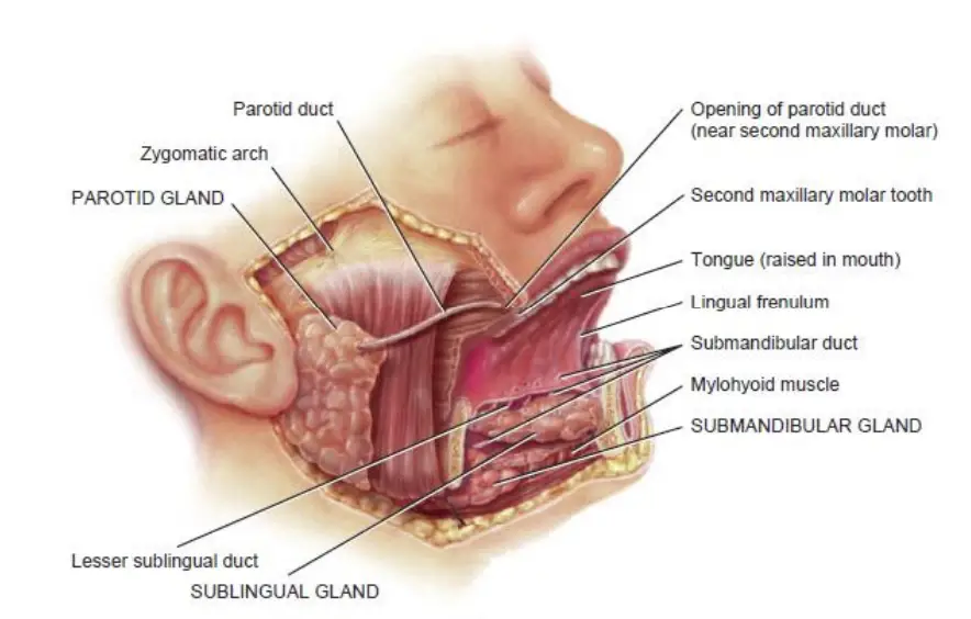 Salivary Glands