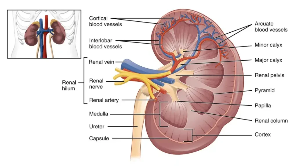 Anatomy of Kidney