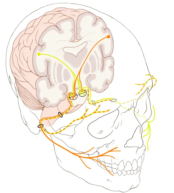 The facial nerve