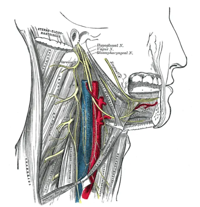 Glossopharyngeal nerve