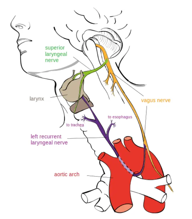 Vagus nerve