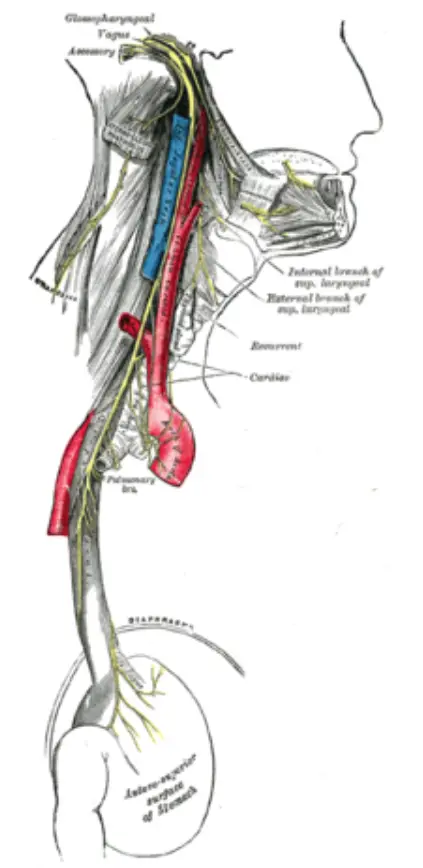 The accessory nerve