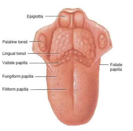 Tongue