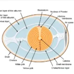 Types of Eggs and Egg Membranes