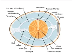 Types of Eggs and Egg Membranes