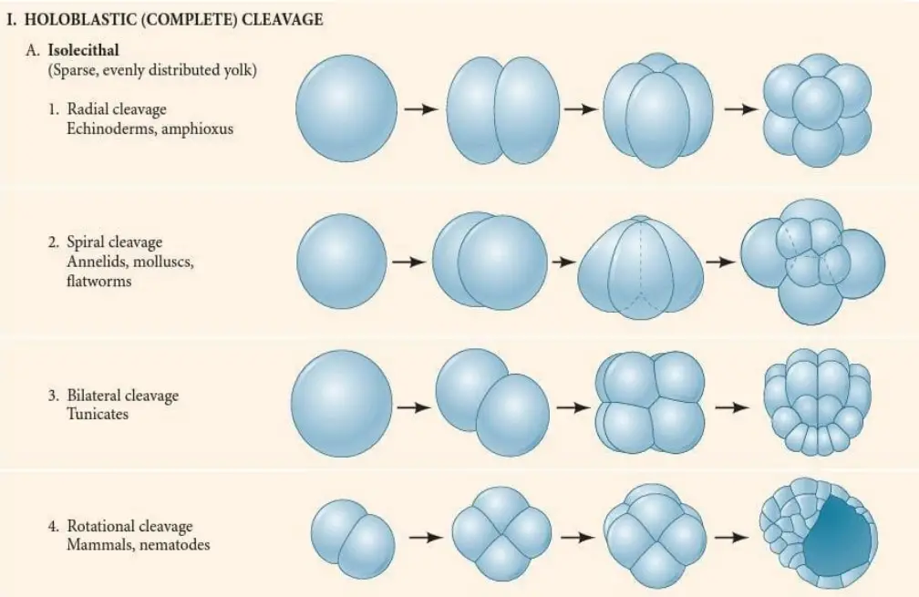 Holoblastic Cleavage