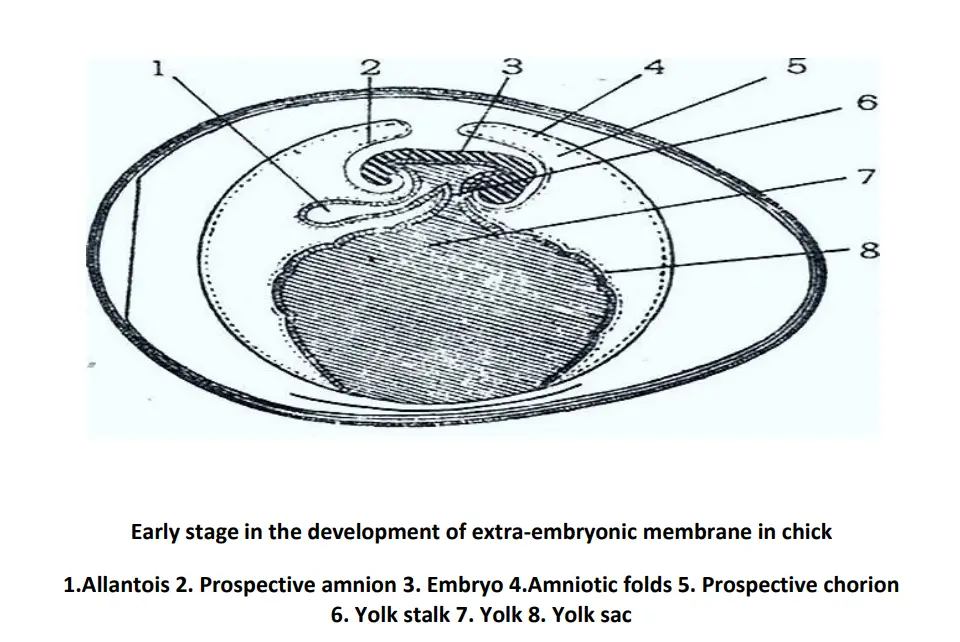 Stages in Chick Embryo Development - Biology Notes Online