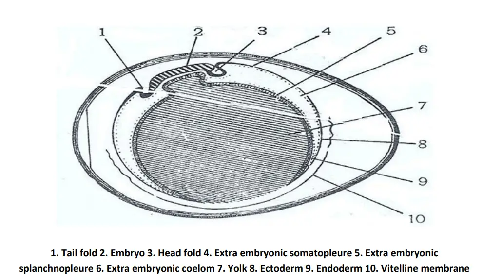 Foetal Membranes Of Chick