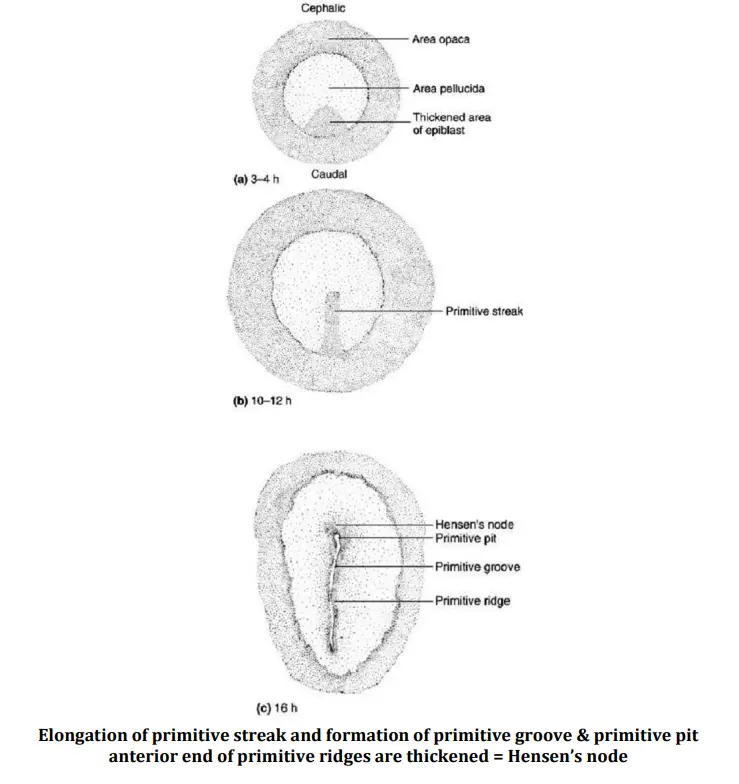 Gastrulation In Chick