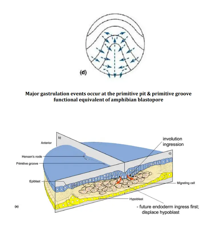 Gastrulation In Chick