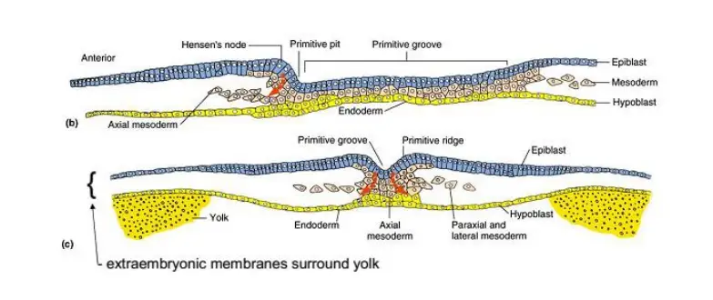 Stages in Chick Embryo Development