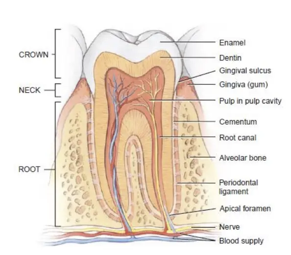 Teeth