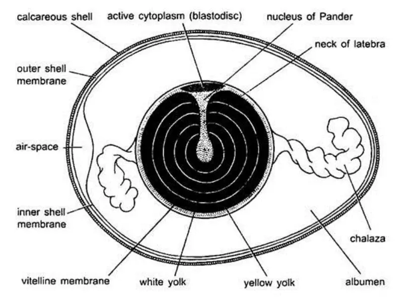 Structure of Egg of Hen