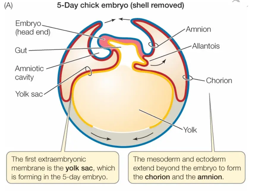 Development of The Yolk Sac