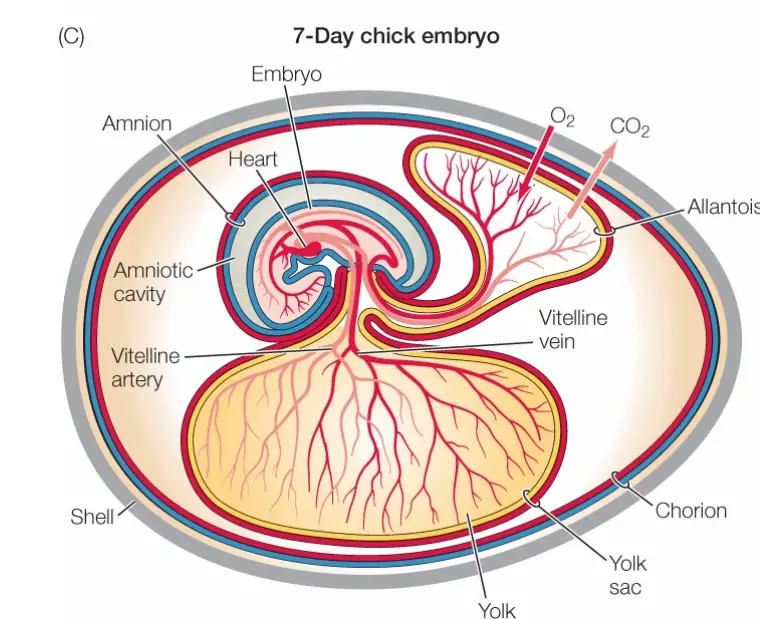 The Amnion and The Chorion