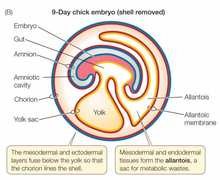 Development of The Allantois