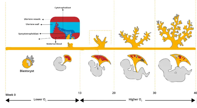 Development of Placenta