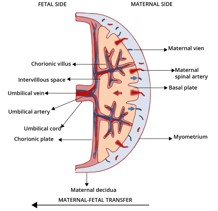 Structure of Placenta