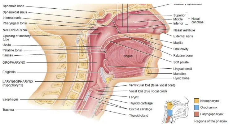 Pharynx