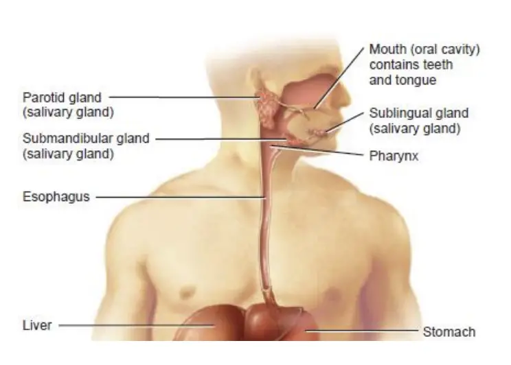 Oesophagus