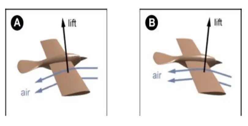 A) Bird in level flight , B) Bird in a shallow dive