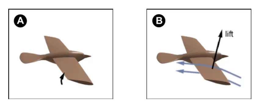 A) Twisting of the wing , B) Shows the generation of lift and thrust during down
stroke. 