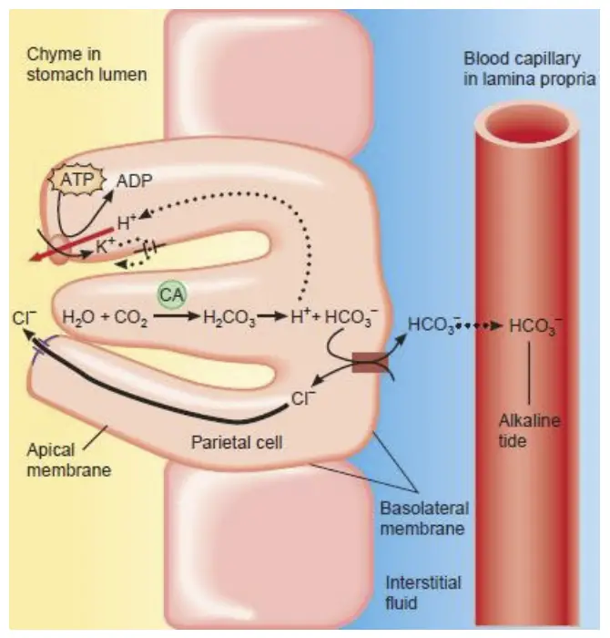 Mechanism of HCl secretion by parietal cells