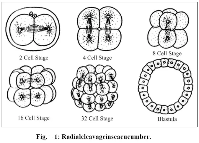 Radial cleavage