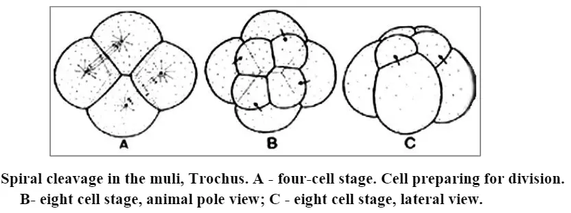 Spiral cleavag