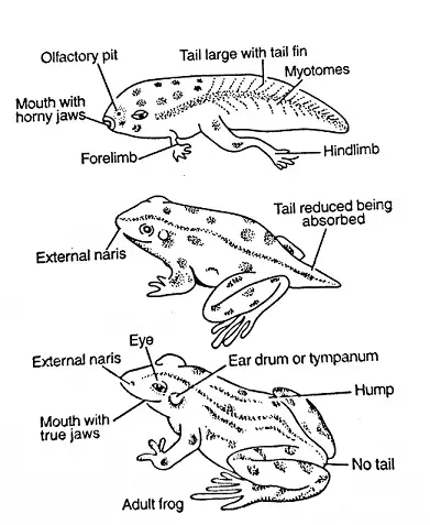 Metamorphosis in frog
