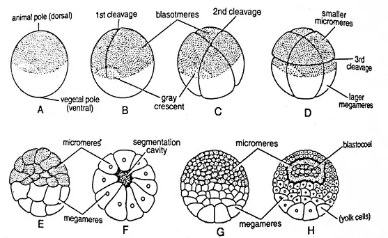 Morulation and Blastulation
