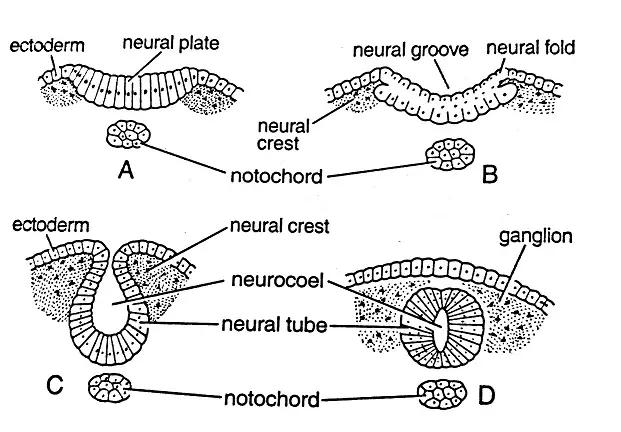 Stages in the formation of Neural tube
