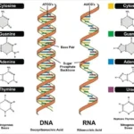 RNA - Definition, Structure, Types, Application