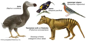 Extinction – Background extinction, Mass extinction