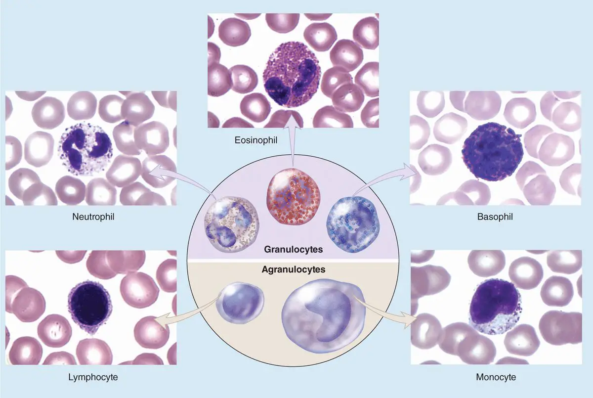 Blood Cells: Definition, Types, Structure and Functions